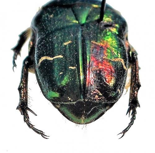 Réf. 213 392 : Cetonia aurata